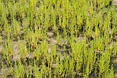 SALICORNIA EUROPAEA, MARSH SAMPHIRE, GLASSWORT