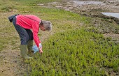 LADY FORAGING FOR SALICORNIA EUROPAEA, MARSH SAMPHIRE, GLASSWORT