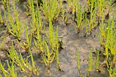 SALICORNIA EUROPAEA, MARSH SAMPHIRE, GLASSWORT