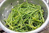 HARVEST OF SALICORNIA EUROPAEA, MARSH SAMPHIRE, GLASSWORT