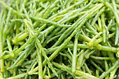 HARVEST OF SALICORNIA EUROPAEA, MARSH SAMPHIRE, GLASSWORT