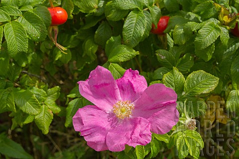 ROSA_RUGOSA_FLOWER_AND_HIPS