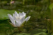 NYMPHAEA, WATER LILY FLOWER