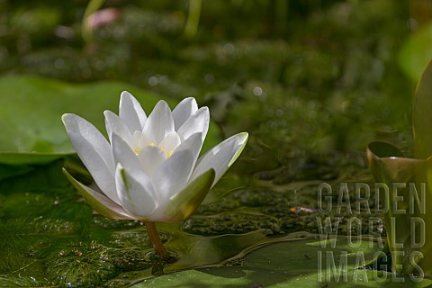 NYMPHAEA_WATER_LILY_FLOWER