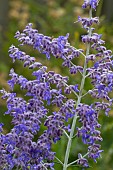 PEROVSKIA, BLUE SPIRE, RUSSIAN SAGE