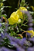 OENOTHERA BIENNIS, EVENING PRIMROSE