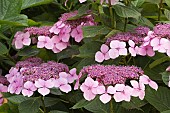 HYDRANGEA LACE CAP