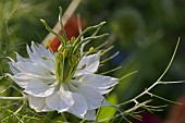 NIGELLA, DAMASCENA, LOVE-IN-A-MIST