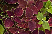 COLEUS, CHOCOLATE MINT