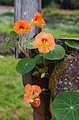 TROPAEOLUM MAJUS, NASTURTIUM, APRICOT TRIFLE