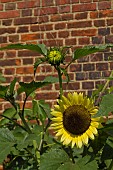 HELIANTHUS, SUNFLOWER, COPPED HALL, ESSEX