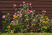 PINK MALLOW, YELLOW RUDBECKIA AT COPPED HALL, ESSEX