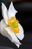 ANEMONE HYBRIDA, HONORINE JOBERT, JAPANESE ANEMONE