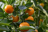 CITRUS, MINIATURE ORANGE