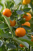 CITRUS, MINIATURE ORANGE