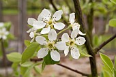 WARDEN PEAR BLOSSOM, PYRUS COMMUNIS AT COPPED HALL, ESSEX