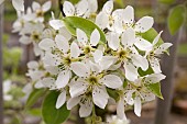 WARDEN PEAR BLOSSOM, PYRUS COMMUNIS AT COPPED HALL, ESSEX