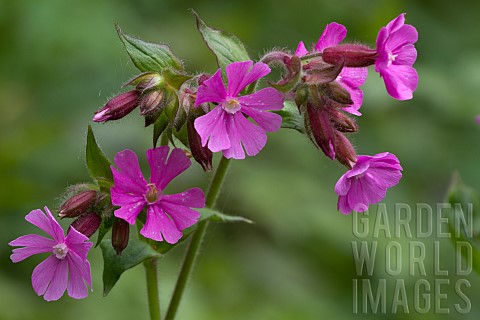 SILENE_DIOICA_RED_CAMPION