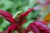 GREEN SHIELD BUG, PALOMENA PRASINA, GREEN STINK BUG ON YOUNG ROSE LEAF