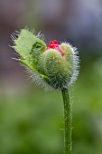 POPPY, PAPAVER, FIREBALL, BUD