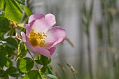 ROSA, ROSE, WILD ROSE, DOG ROSE