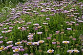 ERIGERON GLAUCUS, ELSTEAD PINK WITH BEE