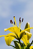 LILIUM FANCY JOY