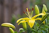 LILIUM FANCY JOY