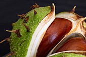 AESCULUS HIPPOCASTANUM, HORSE CHESTNUT, CONKER