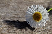 ERIGERON KARVINSKIANUS, PROFUSION