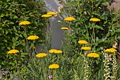 ACHILLEA FILIPENDULINA, GOLD PLATE