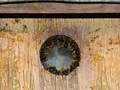 BUMBLEBEES IN BIRD NEST BOX, BOMBUS HORTORUM