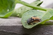 HARMONIA AXYRIDIS, HARLEQUIN LADYBIRD LARVAE