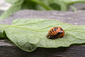 DEVELOPING PUPA OF LADYBIRD LARVA