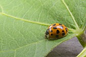 HARLEQUIN LADYBIRD, HARMONIA AXYRIDIS