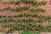 PYRUS COMMUNIS, ESPALIERED PEAR TREE AT INGATESTONE HALL, ESSEX