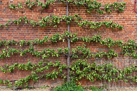 PYRUS_COMMUNIS_ESPALIERED_PEAR_TREE_AT_INGATESTONE_HALL_ESSEX