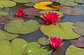 NYMPHAEA, WATER LILY FLOWER