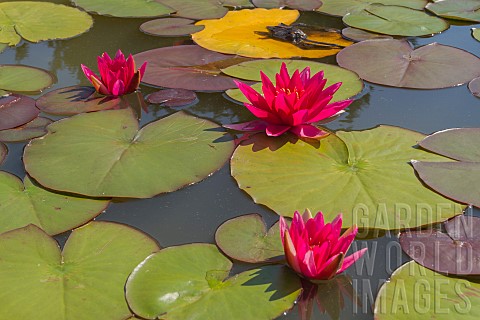 NYMPHAEA_WATER_LILY_FLOWER