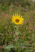 HELIANTHUS ANNUUS, WILD SUNFLOWER