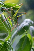 SPECKLED BUSH CRICKET, LEPTOPHYES PUNCTATISSIMA ON A BASIL PLANT