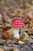 AMANITA MUSCARIA, FLY AGARIC