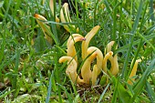 GOLDEN SPINDLES, CLAVULINOPSIS FUSIFORMIS, GROWING IN A LAWN