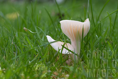 SMALL_AUTUMN_FUNGI_GROWING_IN_LAWN_HYGROCYBE_PRATENSIS