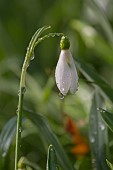 SNOWDROP, GALANTHUS NIVALIS STRAFFAN, AT WARLEY PLACE IN RAIN