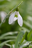 SNOWDROP, GALANTHUS NIVALIS STRAFFAN, AT WARLEY PLACE IN RAIN