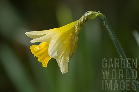DAFFODIL_NARCISSUS_AT_WARLEY_PLACE_IN_RAIN