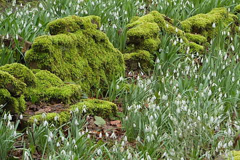 SNOWDROPS_GALANTHUS_NIVALIS_STRAFFAN_AND_MOSS_AT_WARLEY_PLACE
