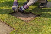 TRIMMING LAWN EDGING AROUND PAVING STONE PATH WITH HALF MOON STEP EDGER TOOL