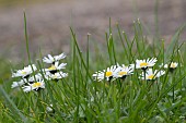 BELLIS PERENNIS, DAISY, LAWN DAISY